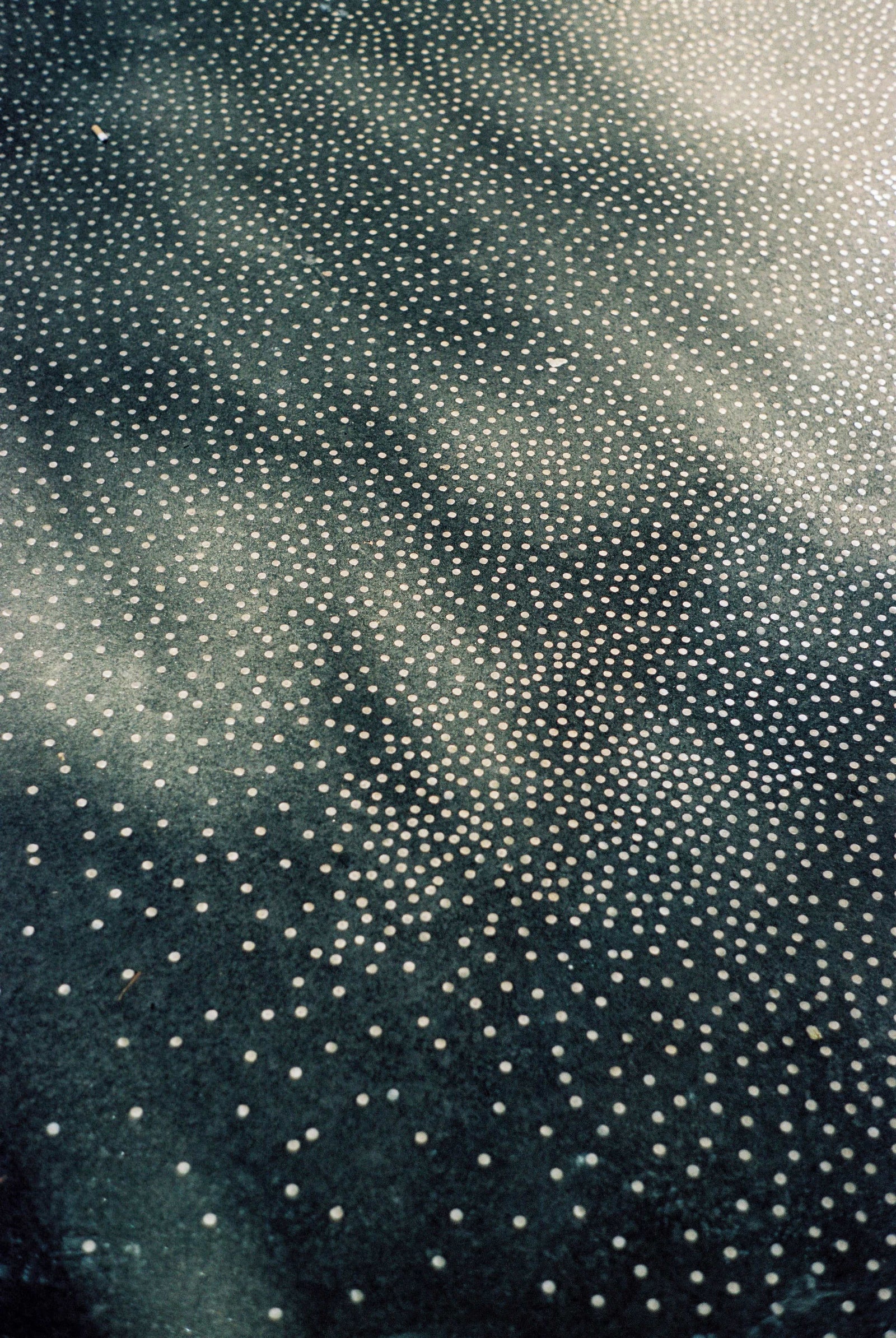 nina kirste